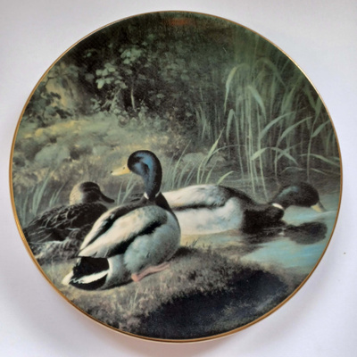 Arabian seinälautanen Heinäsorsia