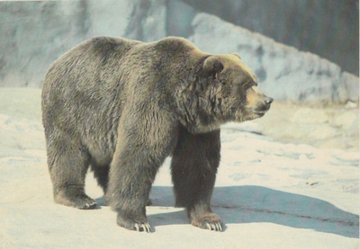 POSTIKORTTI Maailman Luonnon Säätiö, Panda-tunnus WWF