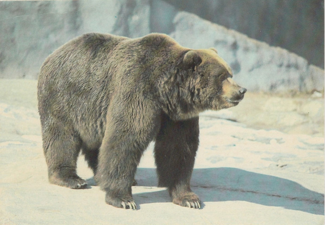 POSTIKORTTI  Maailman Luonnon Säätiö, Panda-tunnus WWF