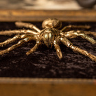 Taksidermia – Lintuhämähäkki ”Golden spider” - pikkukuva 3