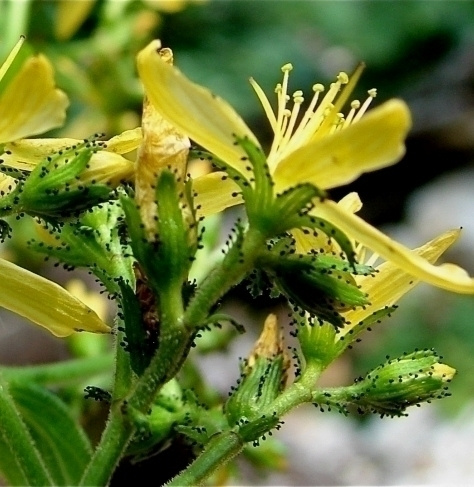 Karvakuisma (Hypericum hirsutum), siemeniä 200 kpl