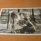 Lotta lypsyllä kp - 1942 - pikkukuva 1