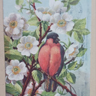 E.K. : Punarinta ja omenankukkia, vanha piirrospk, p. 1947 - pikkukuva 1