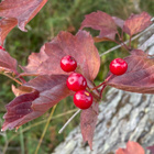 Koiranheisi (Viburnum opulus), siemeniä 30 kpl - pikkukuva 2