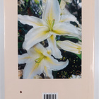 Wendy Thomson : Wedding flowers - pikkukuva 2