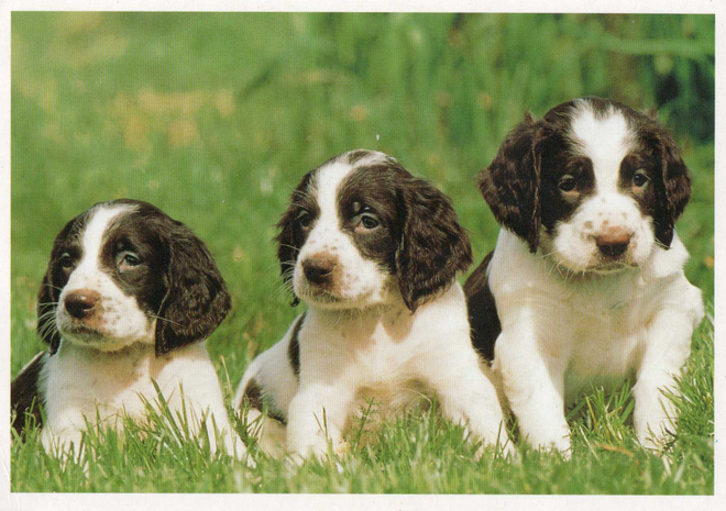 KOIRA POSTIKORTTI  -  RANSKANSPANIEL