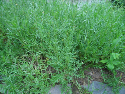 Rukola / villirukola