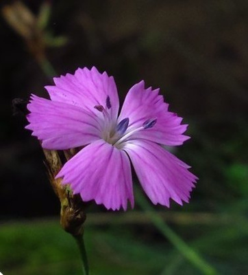 Munkkineilikka (Dianthus carthusianorum), siemeniä 50 kpl