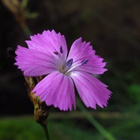 Munkkineilikka (Dianthus carthusianorum), siemeniä 50 kpl - pikkukuva 1