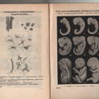Daiber: Elämän synty, kehitys ja loppu, K. E. Holm 1908, nid - pikkukuva 2