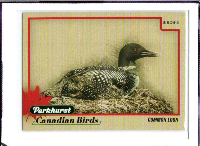 2025-26 Parkhurst - Canadian Birds - 0,75 € / kpl