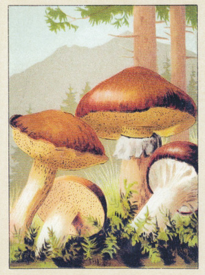 Voitatti (isohko kortti)