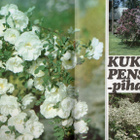 Kotiliesi n:o 9 1968 Perhe muuttuvassa yhteiskunnassa. Kukki - pikkukuva 5