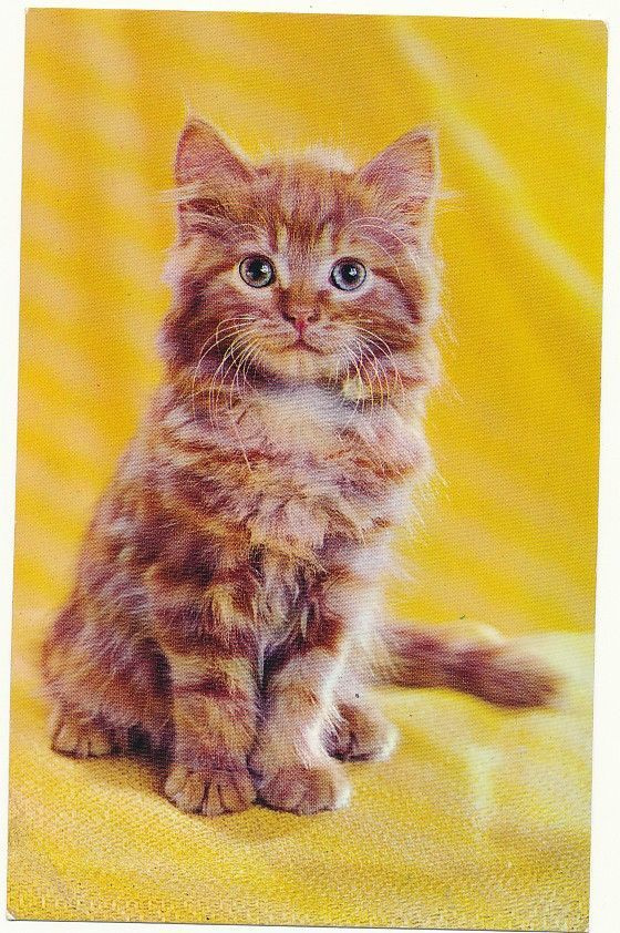 KISSA-kortti