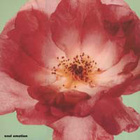 Soul Emotion - Soul Emotion - pikkukuva 1