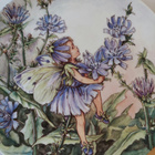 Kukkaiskeiju ' The Chicory Fairy ' seinälautanen! - pikkukuva 4