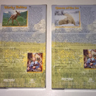 WILD AMERICA LUONTOFILMIÄ VHS KAKSI KPL - pikkukuva 2