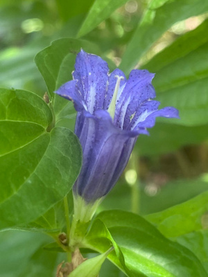 Metsäkatkero (Gentiana asclepiadea), siemeniä 100 kpl