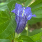 Metsäkatkero (Gentiana asclepiadea), siemeniä 100 kpl - pikkukuva 1