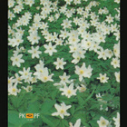 Suomi vuosilajitelma 1990** - pikkukuva 4