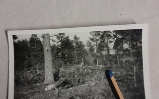 sotavalokuva kaatunut sotilas