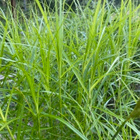 Palmusara (Carex muskingumensis), siemeniä 100 kpl - pikkukuva 2