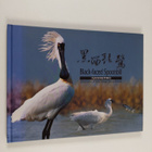 Black-faced Spoonbill : Conservation of birds postage sta... - pikkukuva 1