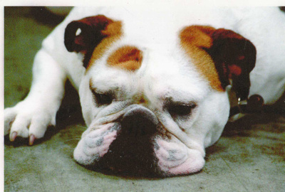 BULLDOG  POSTIKORTTI