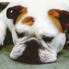 BULLDOG  POSTIKORTTI - pikkukuva 1