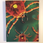 Ticks (4K Ultra HD) Slipcase + Slipcover (Vinegar S) 1993 - pikkukuva 4