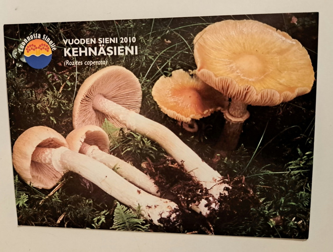 Kehnäsienet, vuoden 2010 sieni, kulkematon