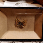Vanha hopeatäpläperhonen entomologisessa kiilarasiassa, n. 1 - pikkukuva 5