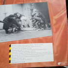 LP-LEVY: BAD MANNERS : LOONEE TUNES - pikkukuva 2