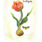 kortti ** Airikkala Leena Tulppaani - eril. kukkakortteja - pikkukuva 5