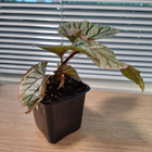 Begonia Don Miller - pikkukuva 2