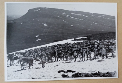 Lappi, poroja tunturissa - leima Aavasaksa, k. 1959