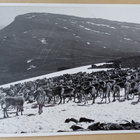 Lappi, poroja tunturissa - leima Aavasaksa, k. 1959 - pikkukuva 1