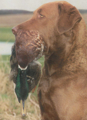 CHESAPEAKE BAY RETRIEVER POSTIKORTTI