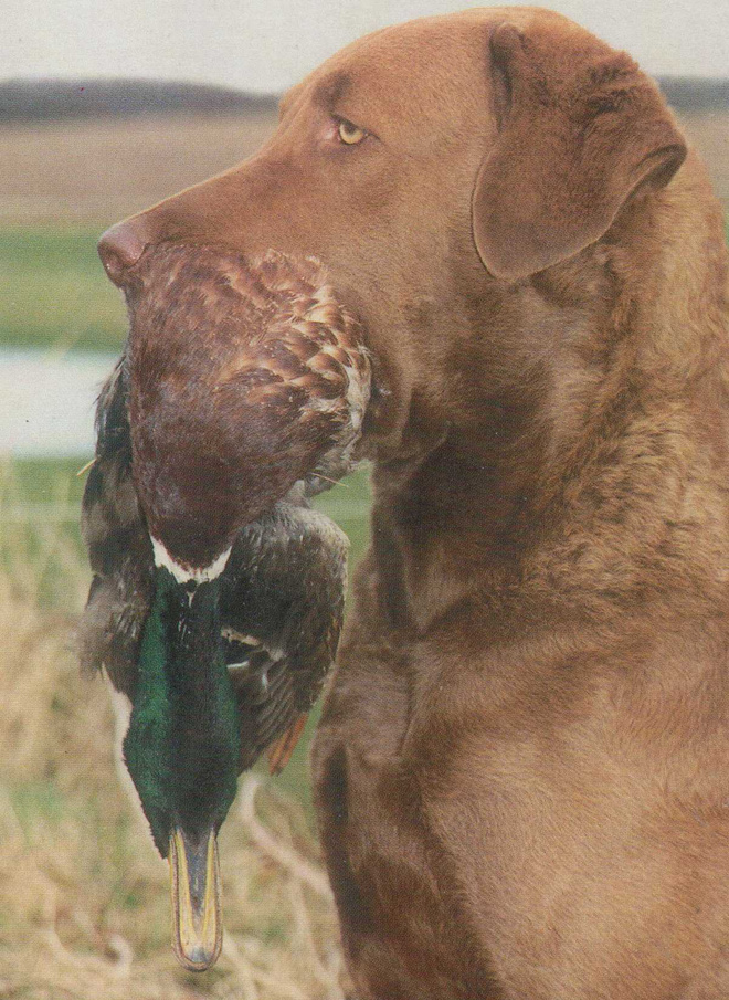 CHESAPEAKE BAY RETRIEVER  POSTIKORTTI