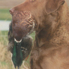 CHESAPEAKE BAY RETRIEVER  POSTIKORTTI - pikkukuva 1