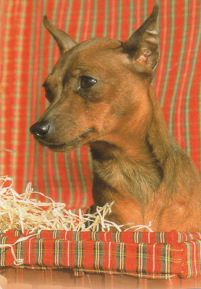 PINSERI  POSTIKORTTI