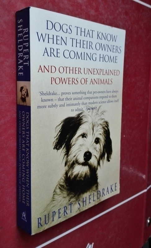 Dogs that know when their owners are coming home...