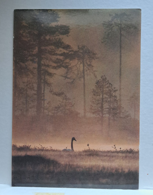 eläin, laulujoutsen kesäyössä, uusi kortti