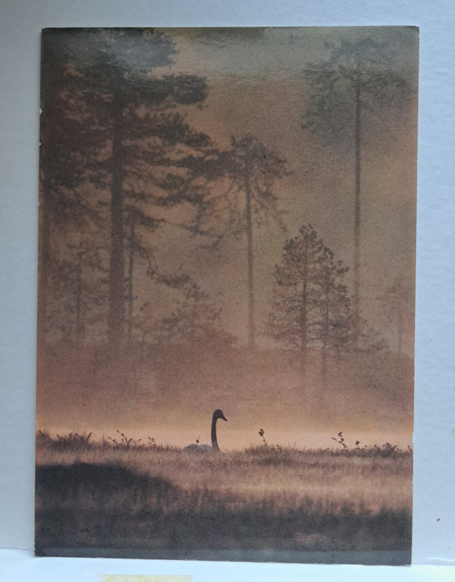 eläin, laulujoutsen kesäyössä, uusi kortti
