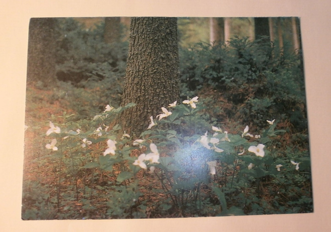 Elimäki, Arboretum Mustila, kolmilehti, ei kulk.