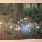 Elimäki, Arboretum Mustila, kolmilehti, ei kulk. - pikkukuva 1