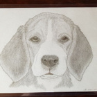 BEAGLE LAMINOITU KUVA - pikkukuva 1