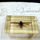 Natura Obscura – Entomologinen näyte no. 344 - pikkukuva 3
