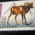 Bulgaria 2000: eläimiä - pikkukuva 3