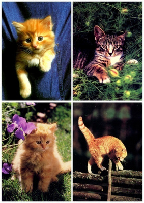 4 kissa korttia, kulkeneita
